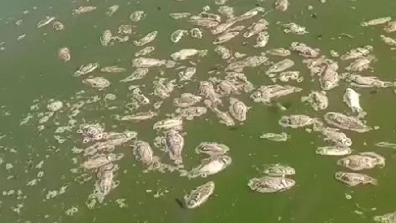 Şırnak'ta korkutan manzara! Gören hayrete düştü