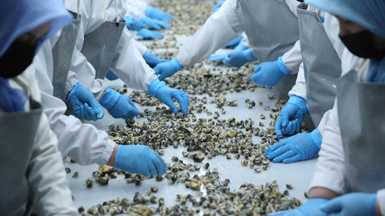 Türkiye'de kimse tüketmiyor! 5 ülkeye satıldı, ihracatta 4.5 milyon dolar gelir getirdi