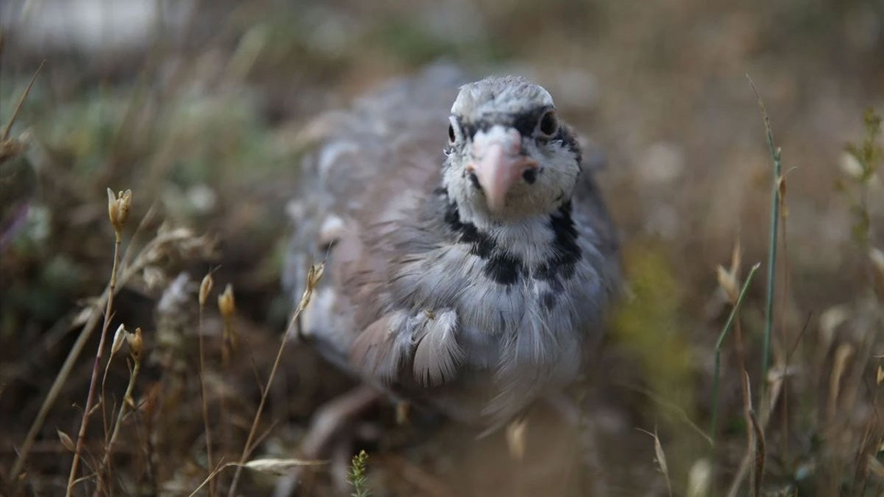 Kastamonu'da 2 bin 100 kınalı keklik doğaya salındı