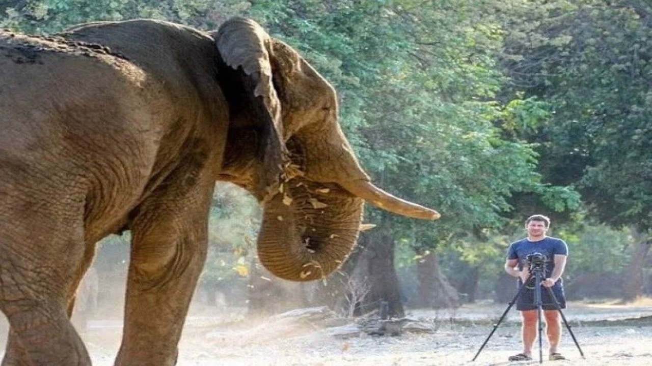 Milyarder yöneticiyi 6 tonluk fil öldürdü! Eşinin feryatları yürekleri yaktı!