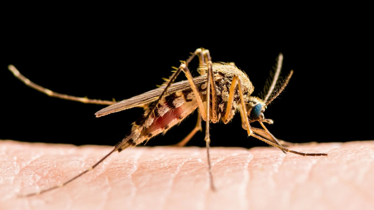 Virus kâbusu geri döndü: 2025'in ilk ölümü kaydedildi