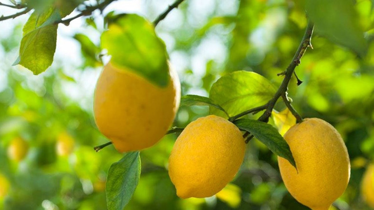 Limon da suyunu çıkardı! Vatandaş artık taneyle alıyor