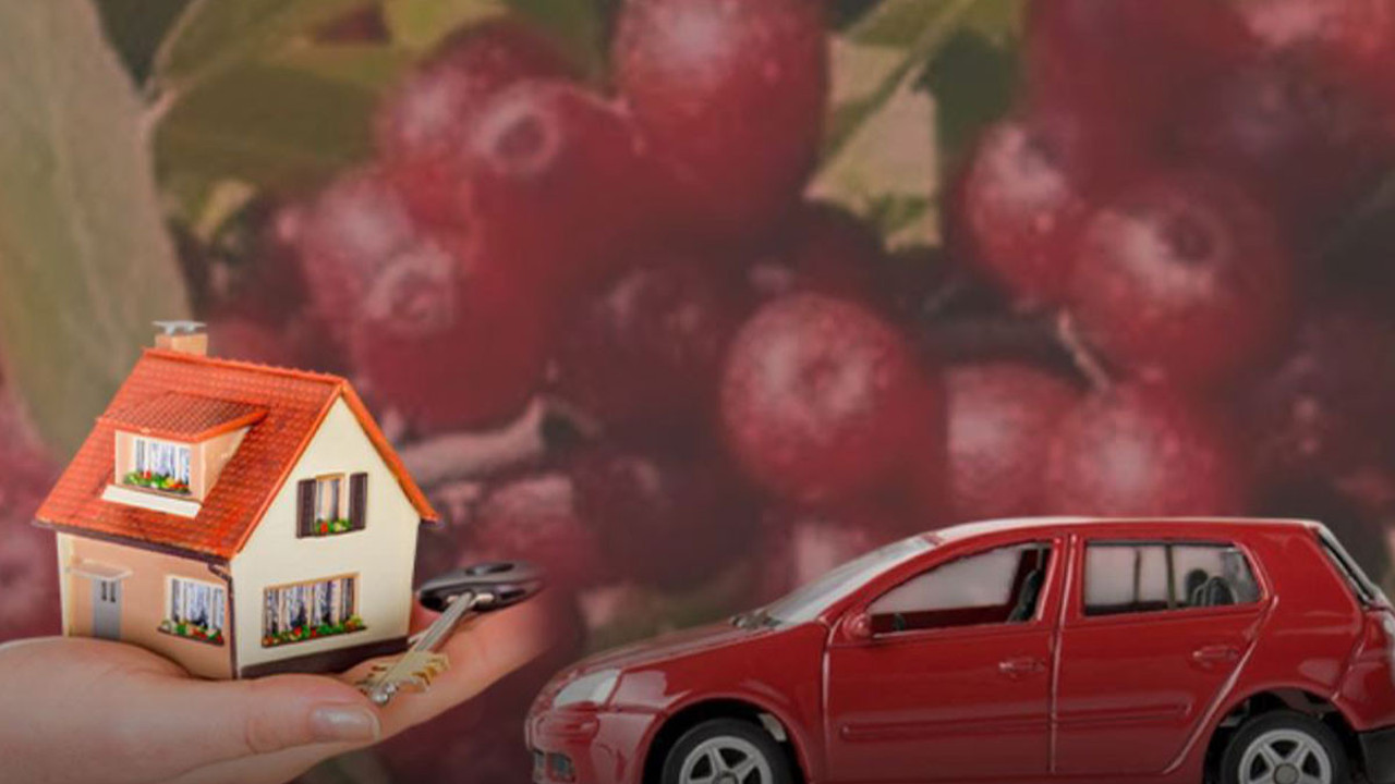 Bu bitkiyi eken 1 senede evini alıp altına aracını çekiyor! 1 karış toprağı olan bile ekiyor