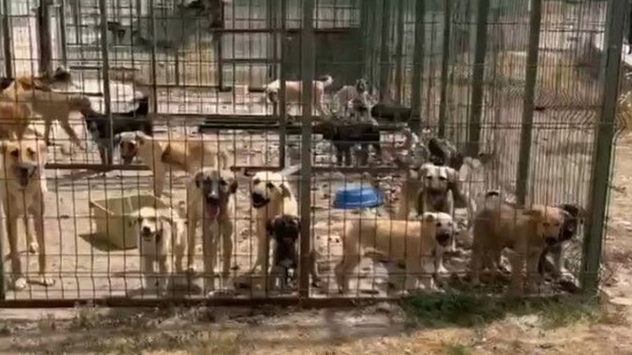 Köpekler açlıktan ve susuzluktan öldüler