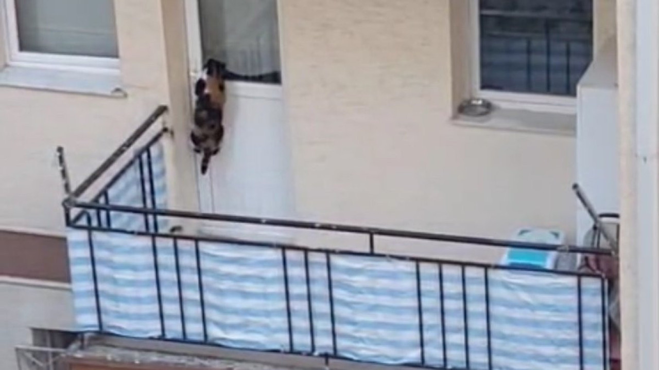 Vicdansızlığın böylesi: Kediyi balkona mahkum etti iddiası!
