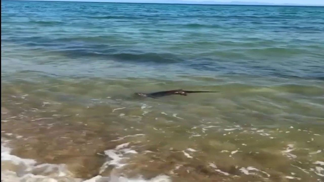 Su samuru sürprizi: Enez'de tatilciler şaşkın!