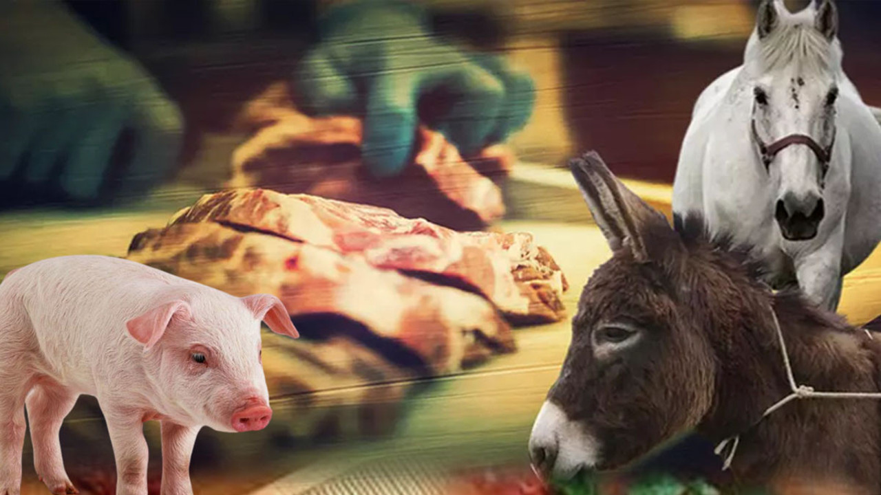 Gıdada at, eşek ve domuz eti şoku! Bakanlık harekete geçti