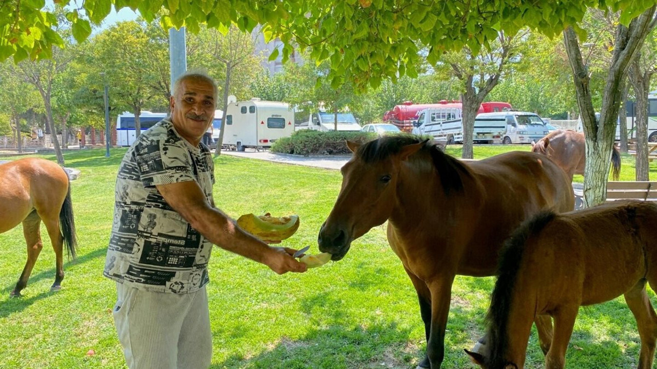 Spil Dağı’nda aç kalan Yılkı atları Laleli Pazarı’nı bastı: Karpuz ve kavun keyfi yaptılar!