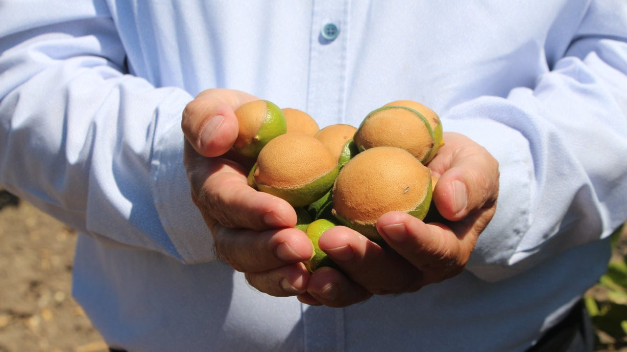 Aşırı sıcaklar limonu yaktı! Rekoltede büyük düşüş