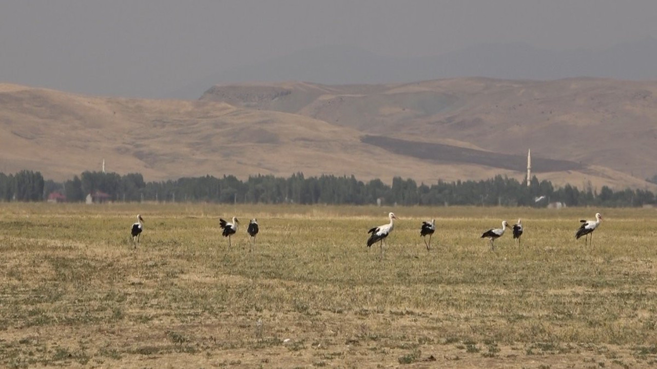 Binlerce leylek Muş’ta: Göç yolculuğu başlıyor!