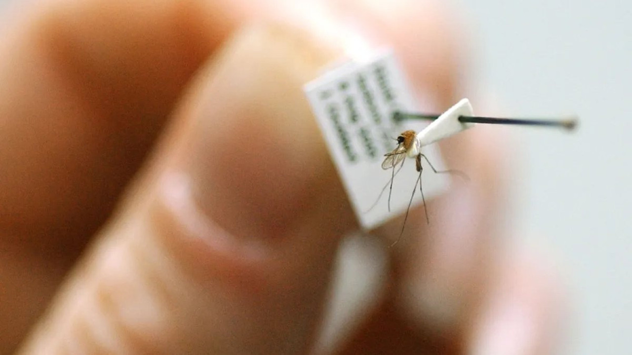 Fransa'da ilk Batı Nil virüsü vakası tespit edildi