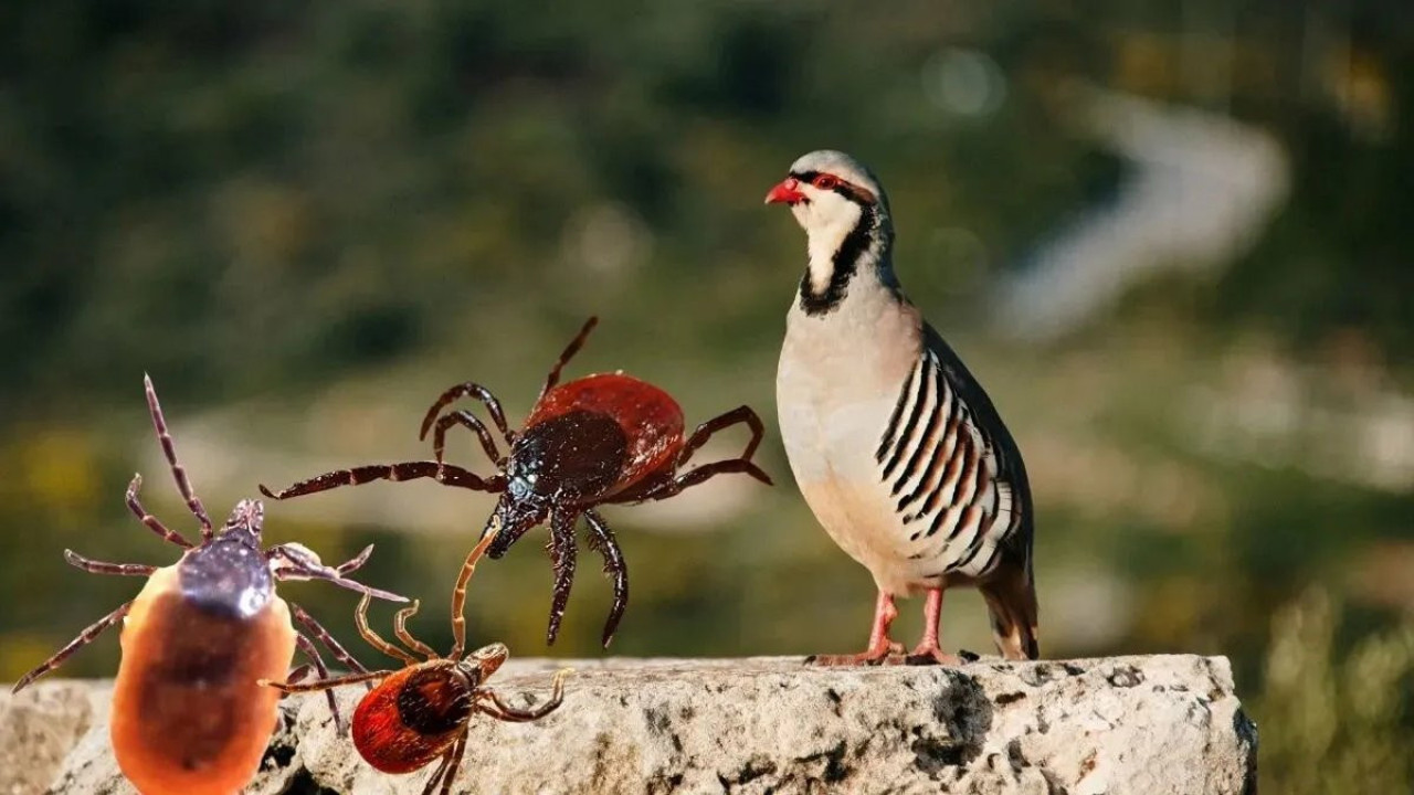 Keklikler kene avcısı mı, yoksa virüs taşıyıcısı mı? İşin uzmanları anlattı