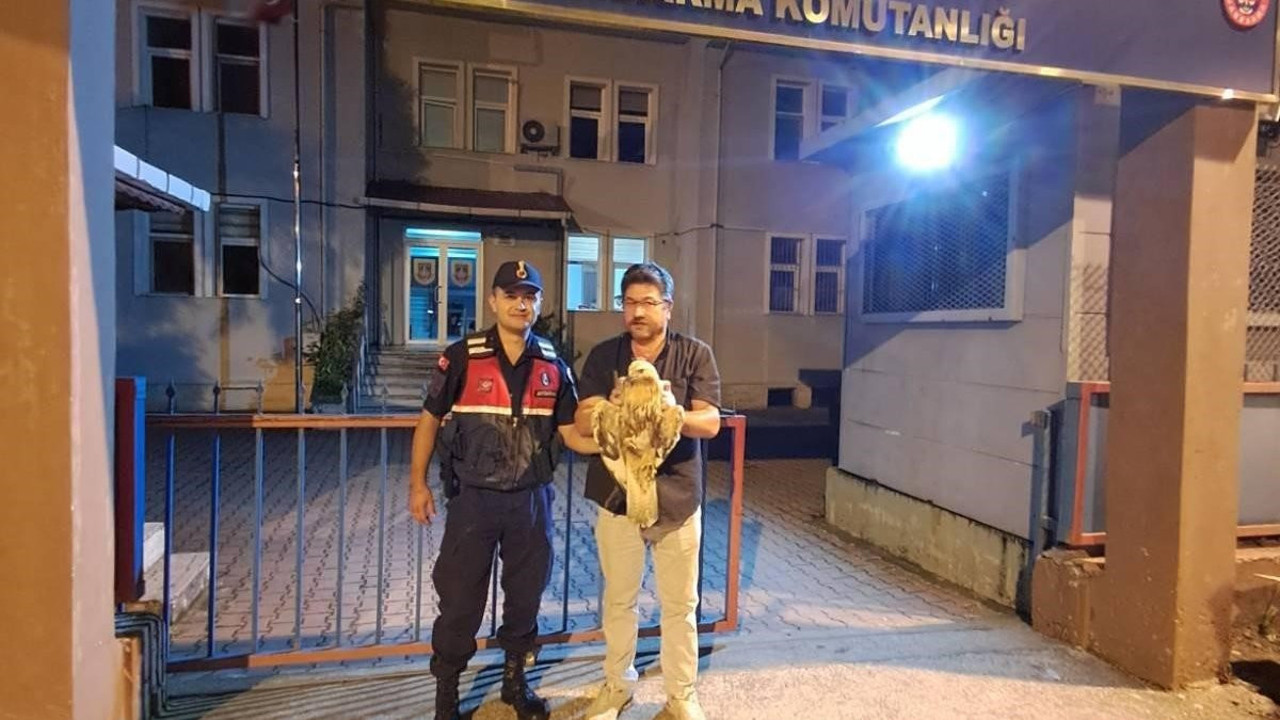 Artvin’de yaralı şahin jandarma ekiplerince kurtarıldı