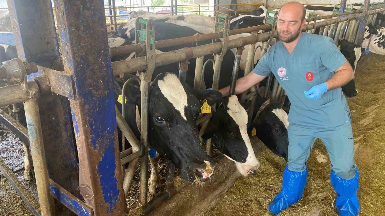 Aydın’da şap hastalığına karşı yoğun mücadele