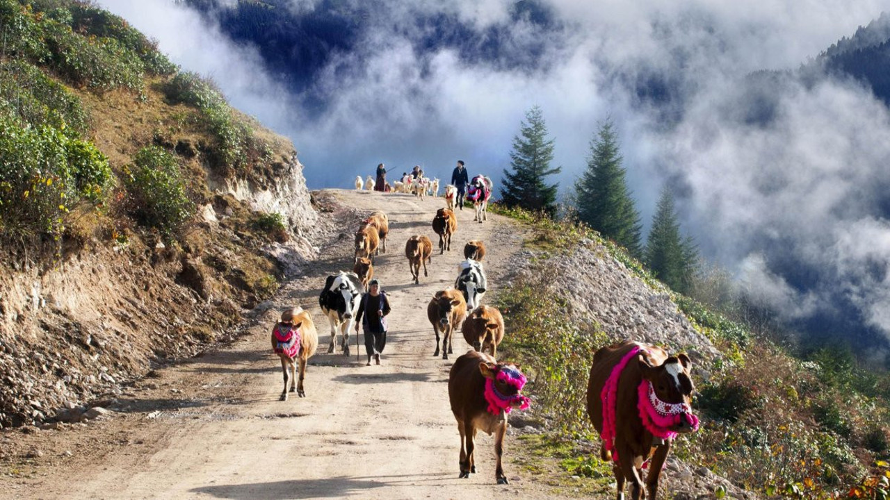 Şap hastalığı yayla hayvancılığını vuruyor! Uzmanlardan aşı uyarıları