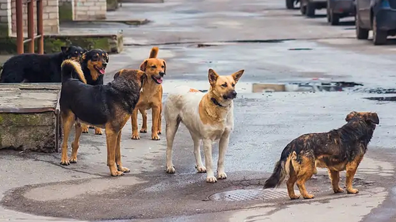 İzmir’de köpeklerden kaçarken canından oldu