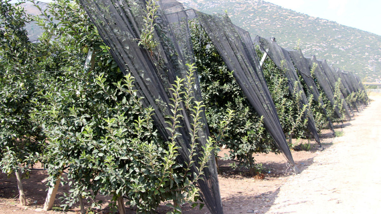 Don nedeniyle kayıp yüzde 30'u buldu! 1 milyon 250 binden 900 bin tona düştü