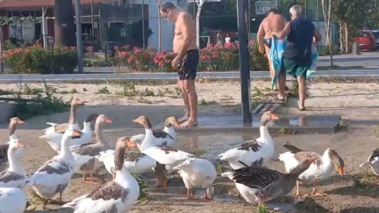 CİMER'e şikayet edilmişlerdi! ‘Şartlı tahliye’ edilen kazlar sahile indi tatilcilerle duş aldı