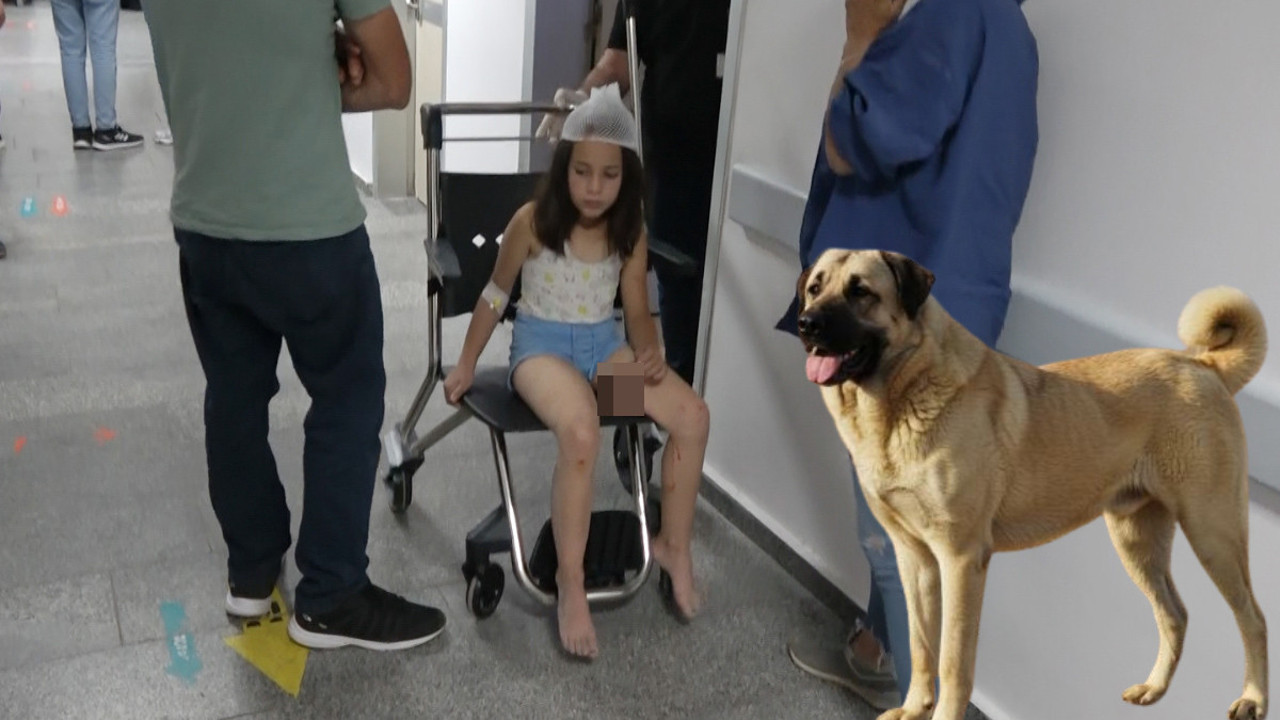 Aksaray’da çoban köpeği dehşeti! Küçük kız hastanelik oldu!