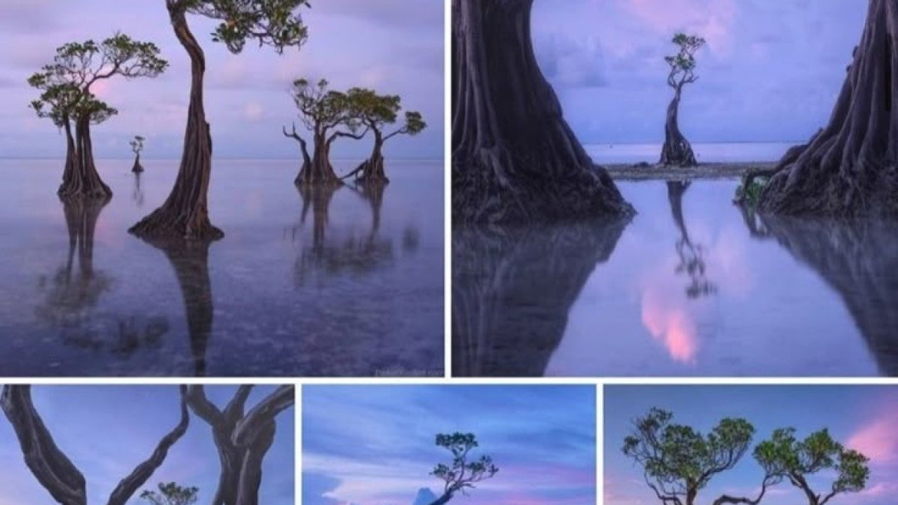 Doğa’nın dansı! Sumba Adası’nın gizemli ağaçları