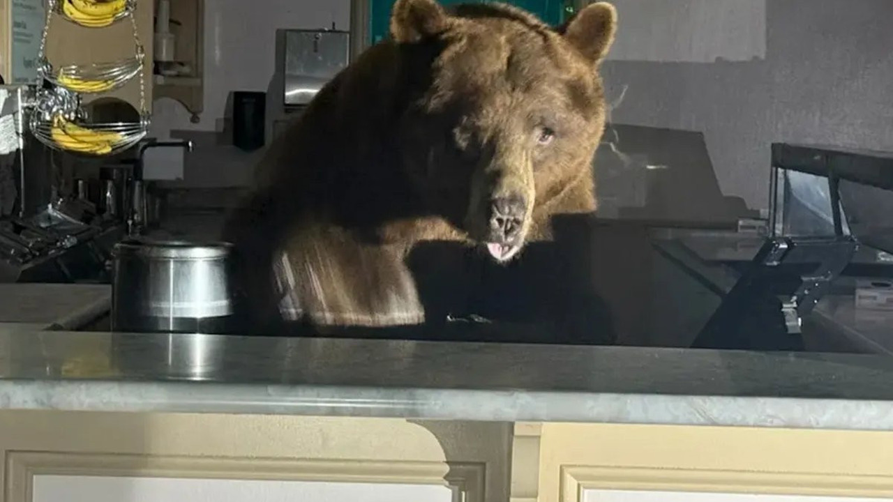 Kara ayı dondurmacıyı bastı