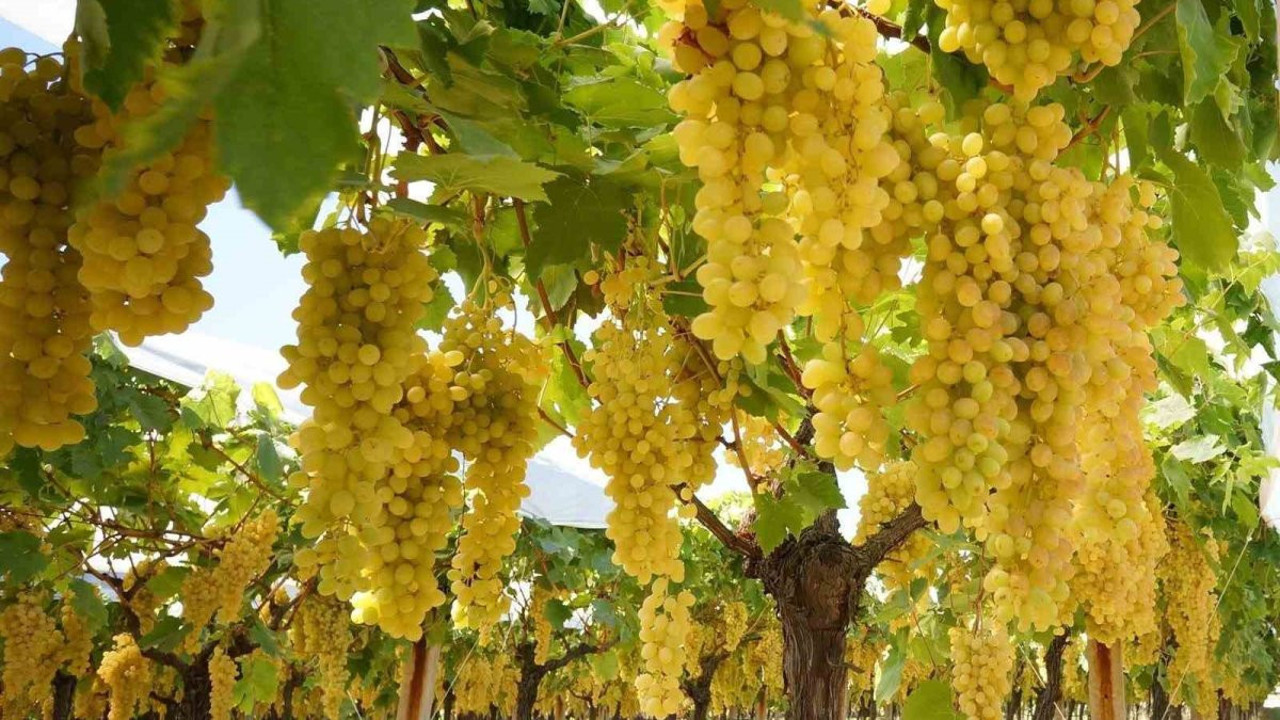 Manisa'da tatlı telaş