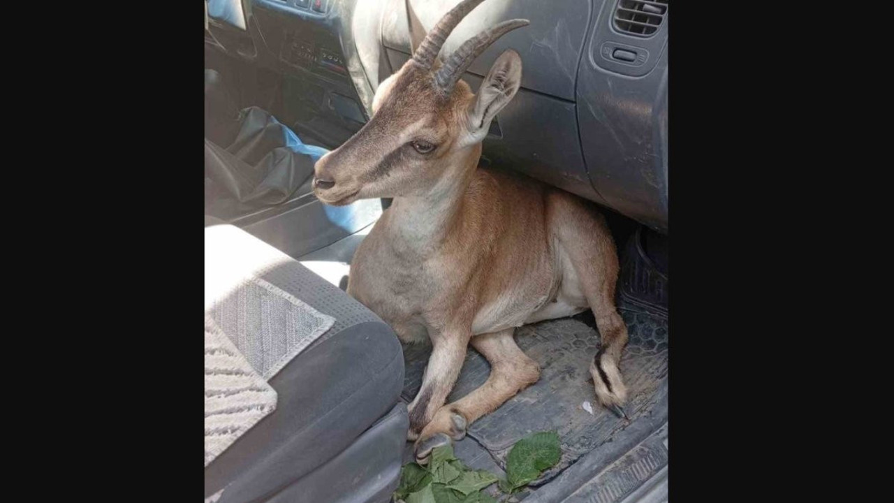 Tunceli'de yaralı yavru dağ keçisi tedavi altına alındı