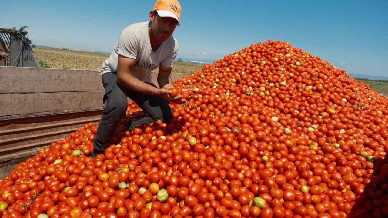 Ekim alanı daralan domateste fiyatlar çiftçi lehine 3 kat katladı