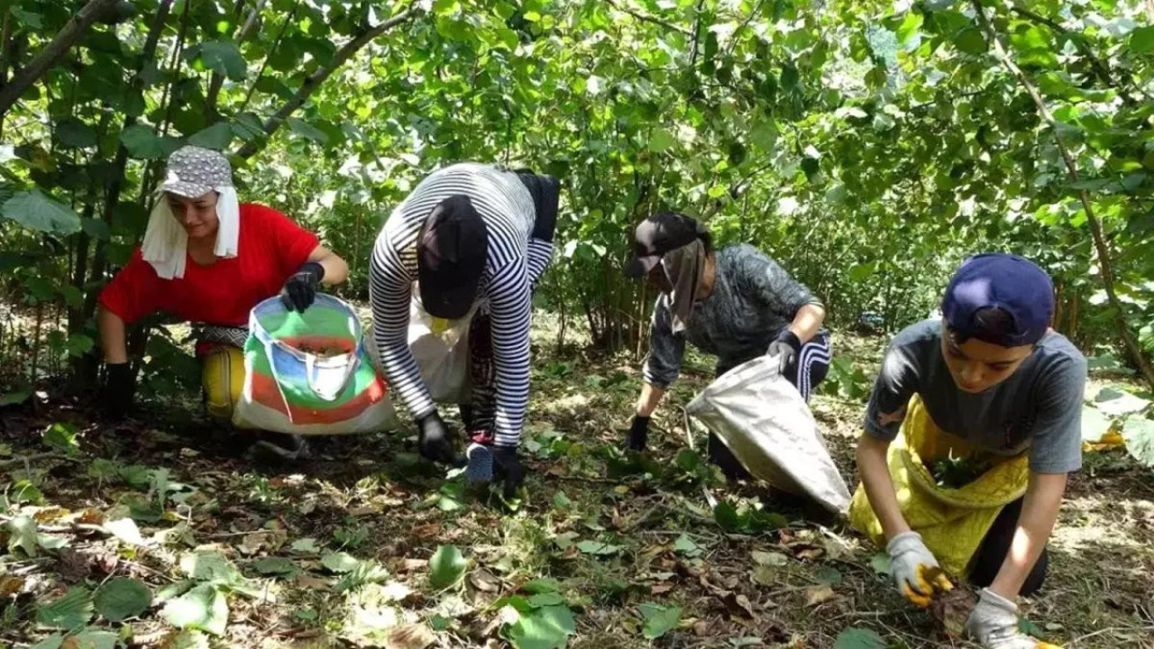 Fındık işçilerinin gizli düşmanı bel fıtığı vakaları kırmızı alarm veriyor! Uzmanlar uyarılarını sıraladı