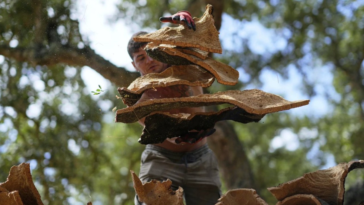 Portekiz mantarına vergi muafiyeti geldi: Lobi faaliyetleri sonuç verdi