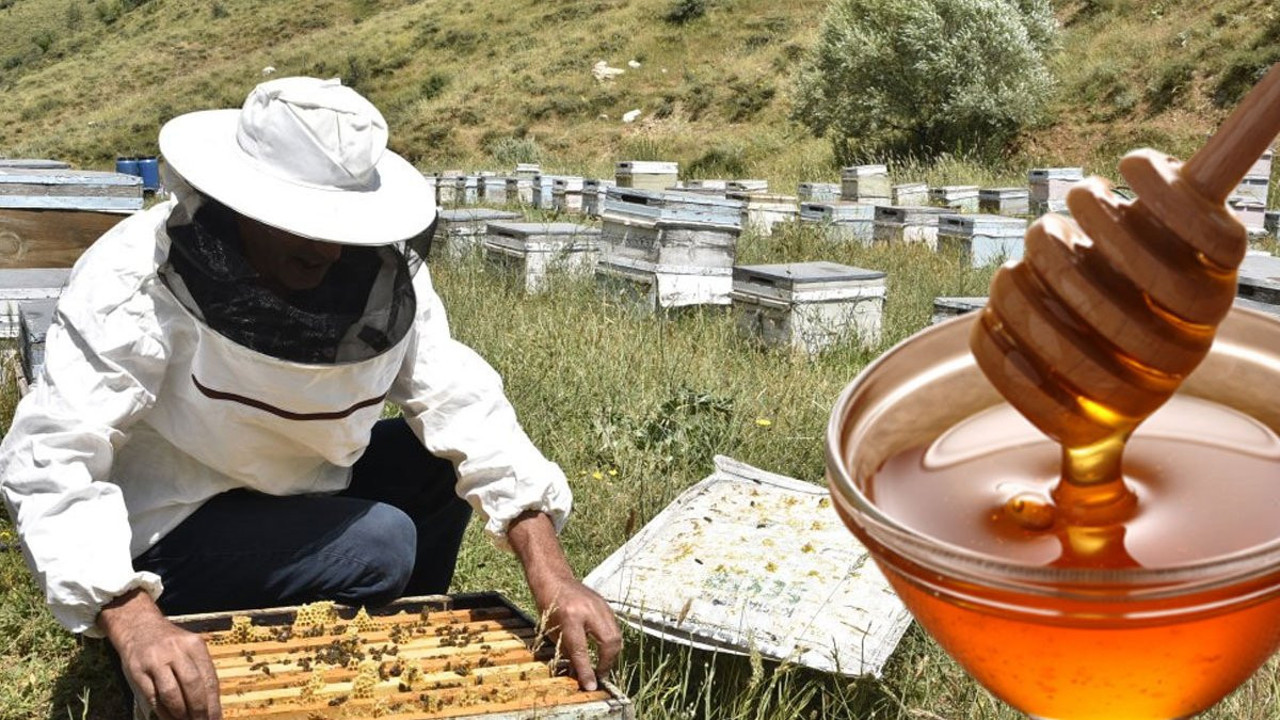 Arıcılıkta büyük kriz! Her geçen gün kan kaybediyor