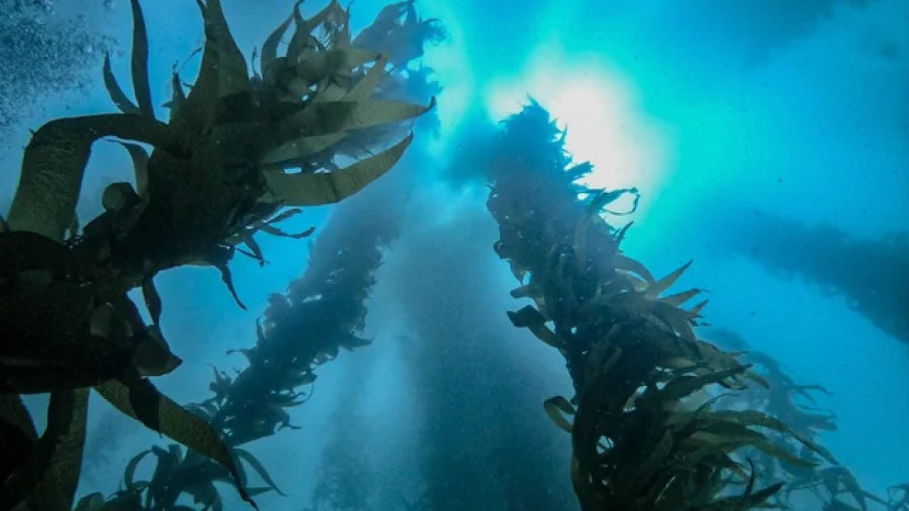 Denizlerin gizli hazinesi! Okyanusun yeşil kalbi