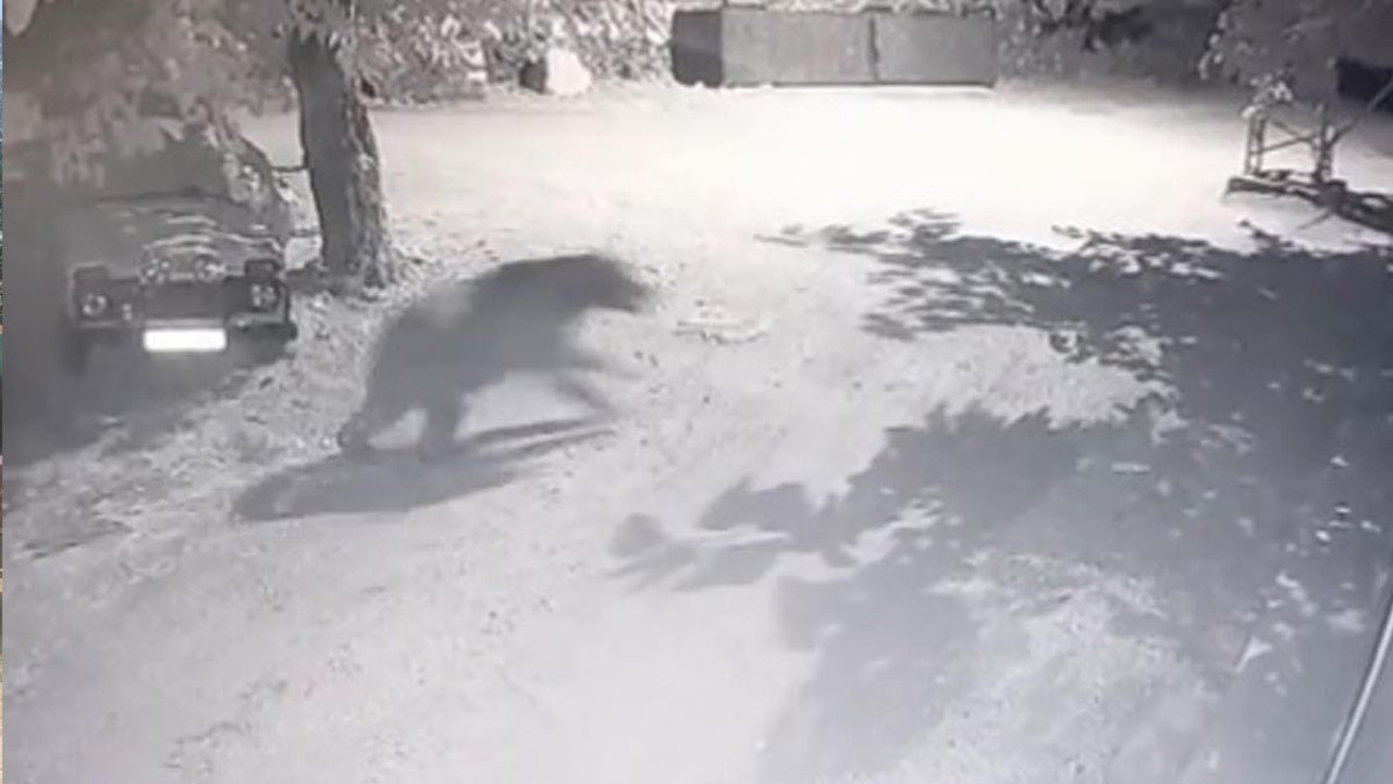 Köye inen ayıyı kaçıran operasyonu