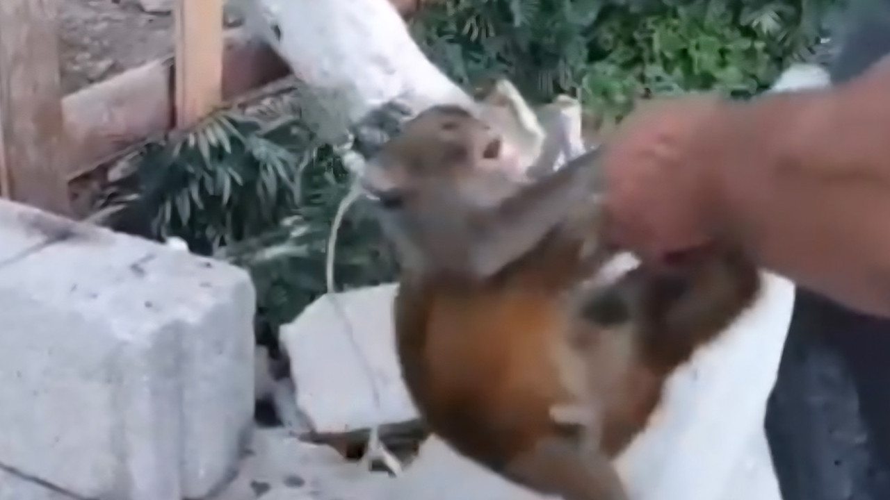 Maymuna şiddet! Ekipler harekete geçti