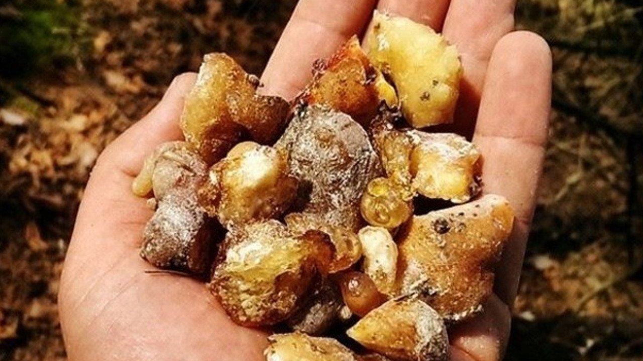 Doğanın şifalı reçinesi! Cam sakızının yolculuğu