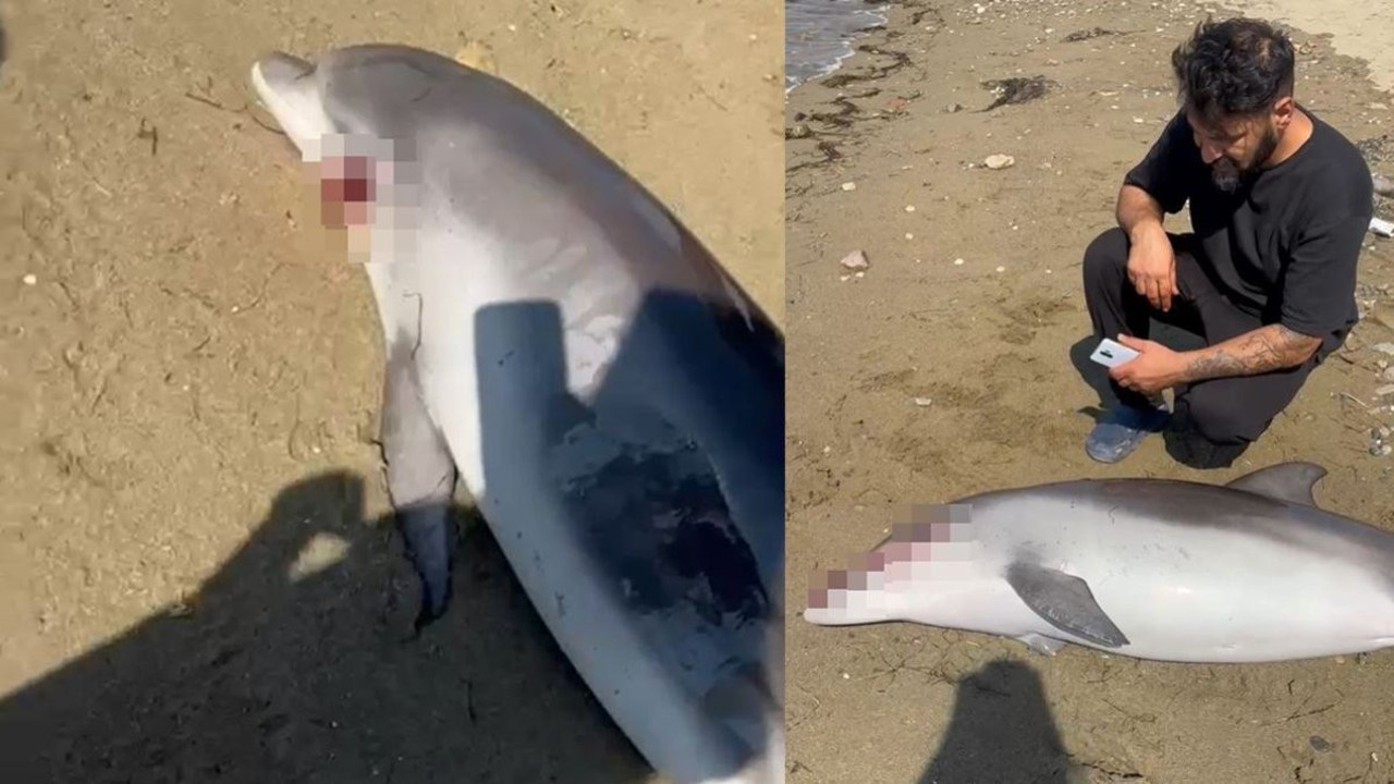 Yalova Sahili'nde şok görüntü: Ölü yunus kıyıya vurdu!