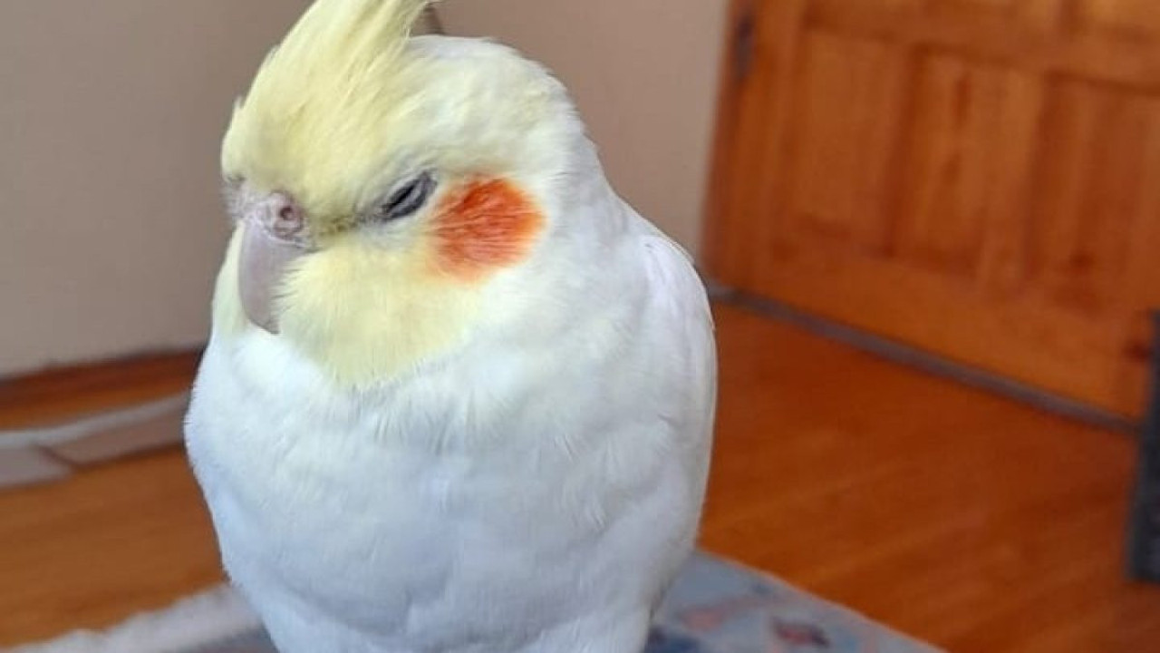 Kaçan sultan papağanı Paşa’yı bulana büyük ödül