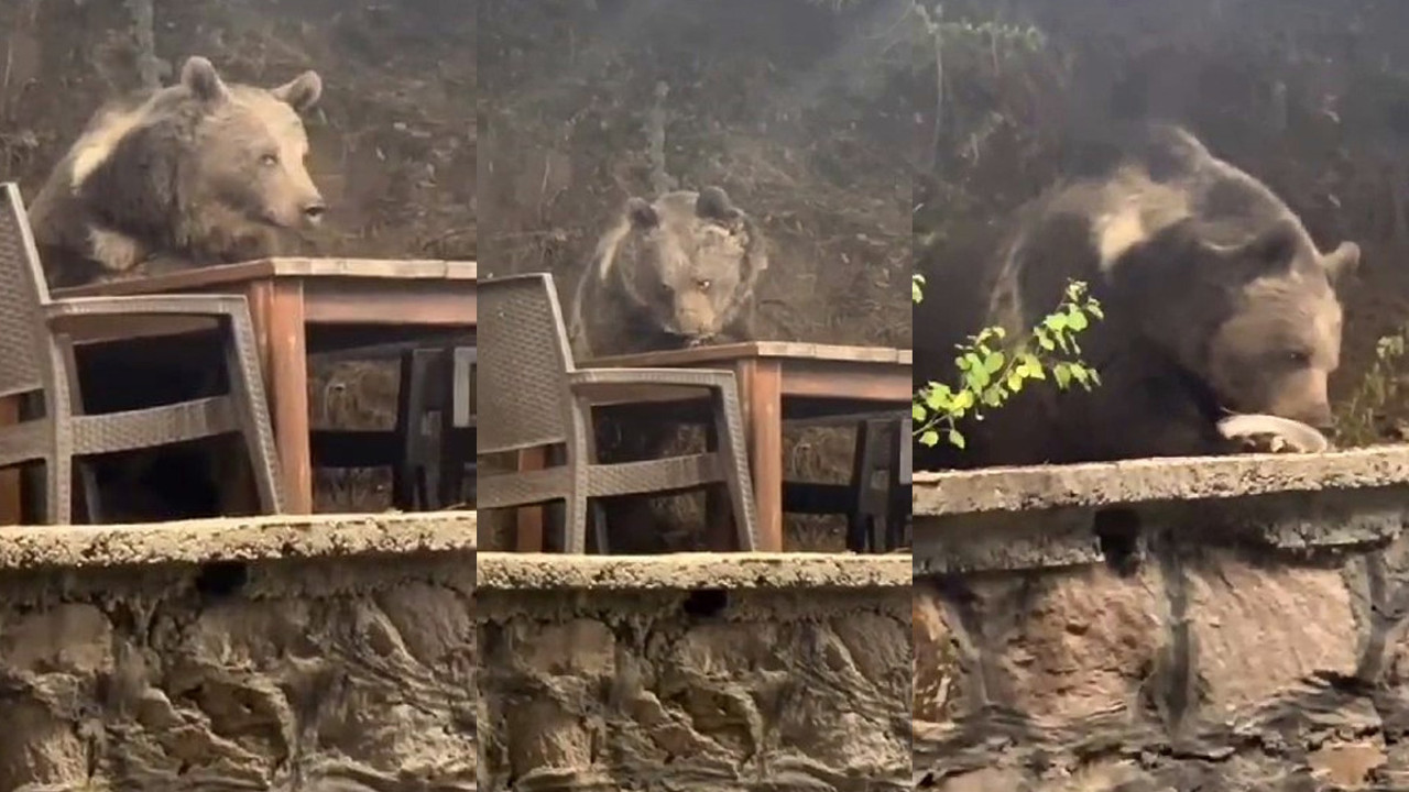 Ayı lokantaya oturup, bir de servis bekledi