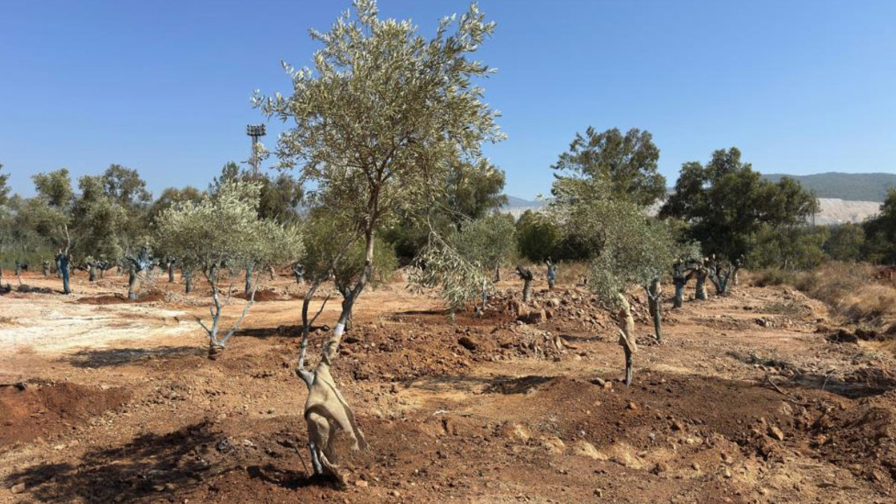 Zeytin ağaçları yok olmasın diye bilimsel yöntemlerle yeni yerlerine taşındı!