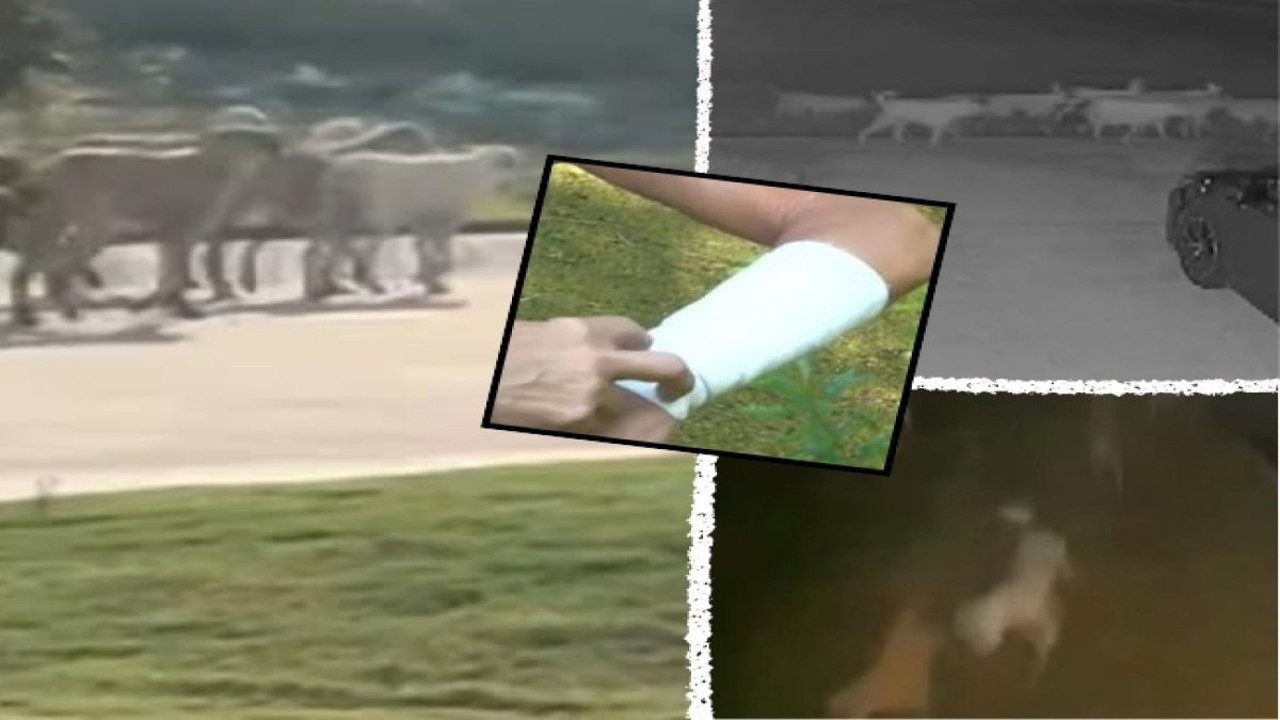 10 köpek bir oldu 71 yaşındaki kadına dehşeti yaşattı