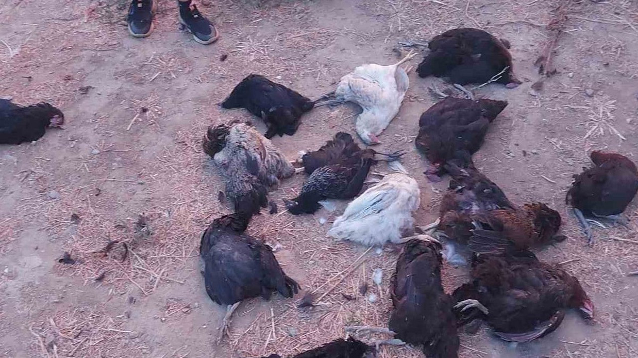 Sokak köpekleri 25 tavuğu telef etti