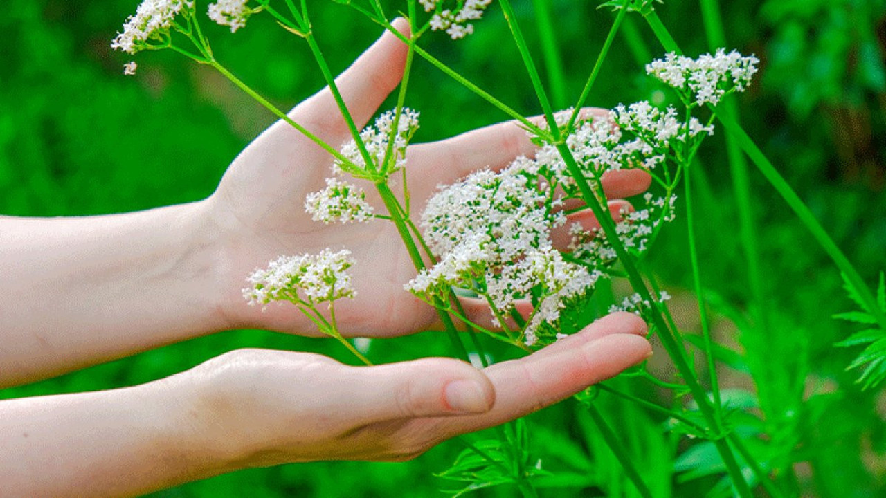 Kedi otunun mucize faydalarını uzmanlar anlattı! Bilim bakın ne diyor