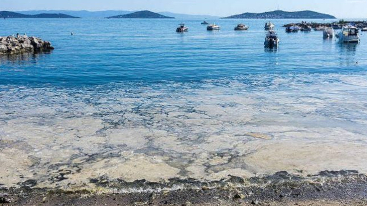 Marmara denizinde bir ilk yaşandı! Balıkçılar şokta: Umutları kestane karasında
