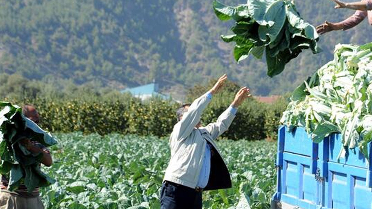 Faydaları saymakla bitmiyor! Mevsimle birlikte tezgahlarda yerini almaya başladı