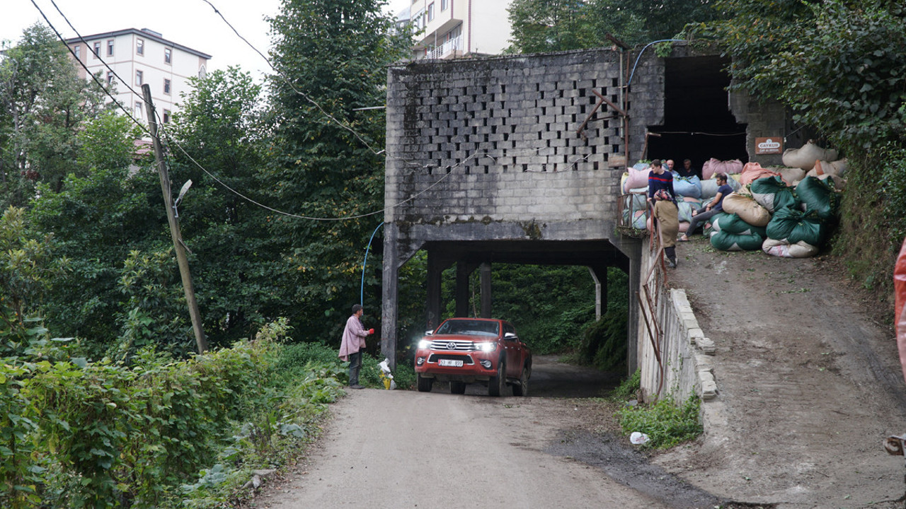 Karadeniz’in pratik zekasında son harika! Kamyonlar durmadan çayı alıp gidiyor