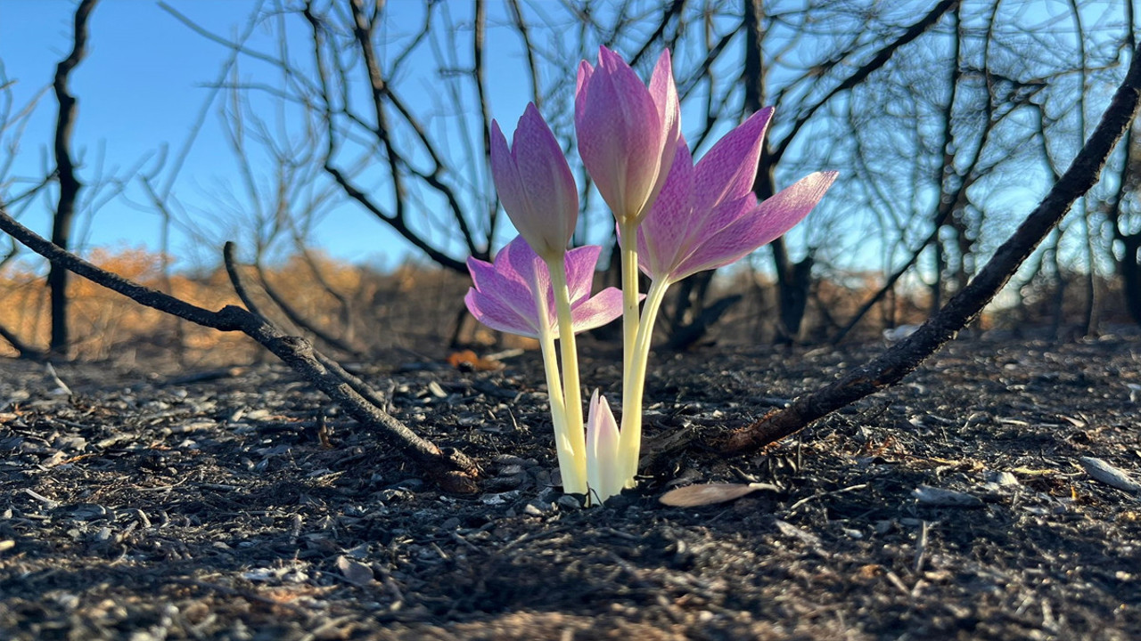Bursa'daki orman yangını sonrası çiçek açtı