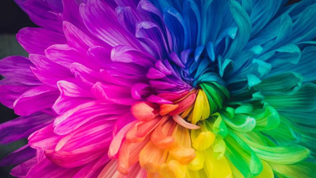 Renklerin sır perdesi aralanıyor: Sevdiğimiz renkler yaşımızı mı ele veriyor