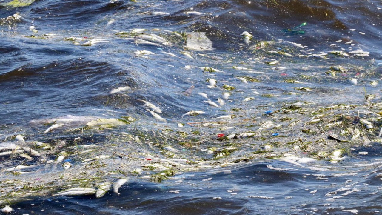 İzmir Körfezi'nde esrarengiz balık ölümleri