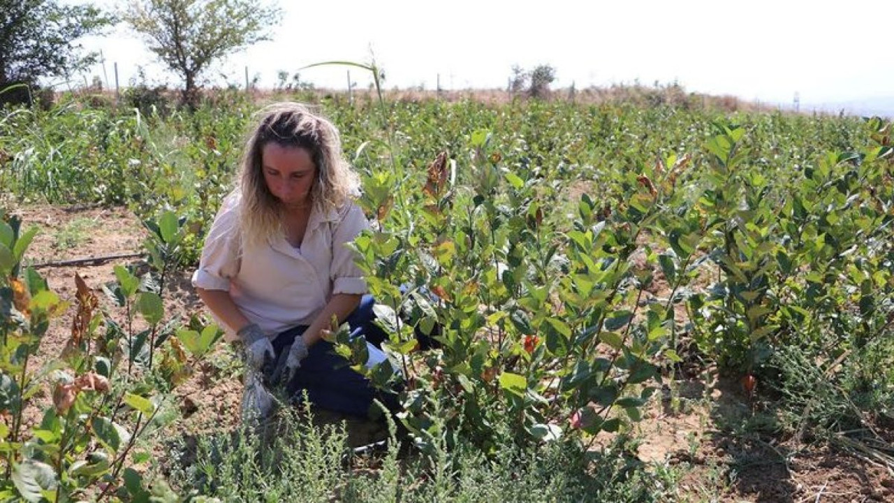 Her dalı meyveden yıkılıyor kilosu 100 TL'den satılıyor. Yaşlanmayı geciktiriyor. Bakım bile istemiyor