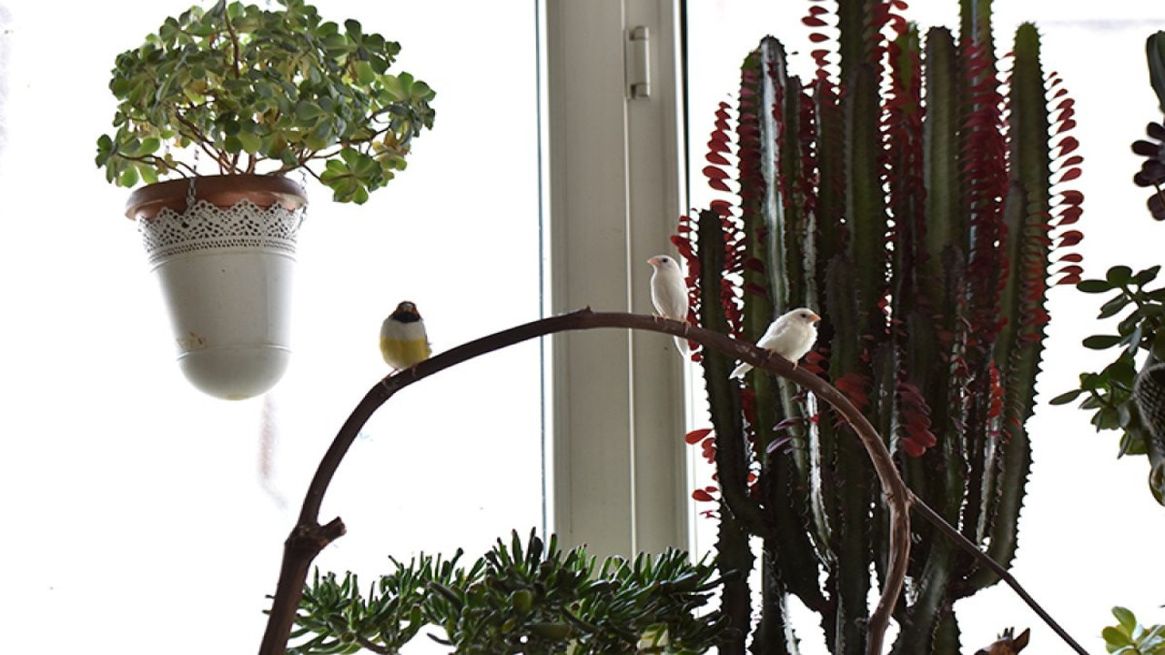 Evde bitki yetiştirmenin 7 şaşırtıcı faydası! Yeşilin gücü